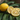 Fresh Lemons