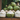 Fresh Young Coconuts