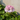 Pink Geranium Flower